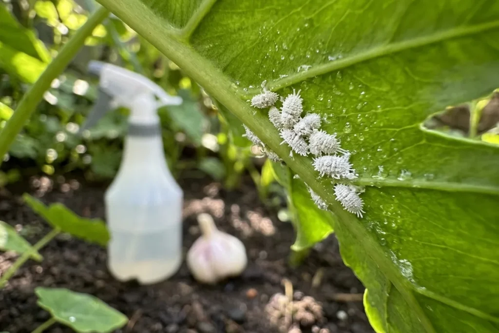Cara Mengatasi Kutu Putih pada Tanaman Hias dengan Bahan Dapur, Ampuh & Aman!